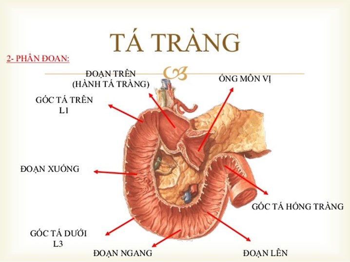 Viêm loét hành tá tràng là bệnh gì?